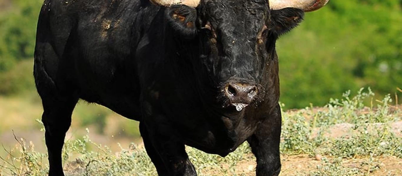 Ταύρος «διέλυσε» άνδρα σε φεστιβάλ στην Ισπανία - Τον πέταγε στον αέρα σαν κούκλα (βίντεο)